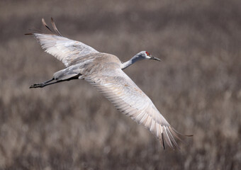 Close view of one magnificent Sandhill Crane flying with wings spread.