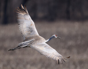 Close view of one magnificent Sandhill Crane flying with wings spread.