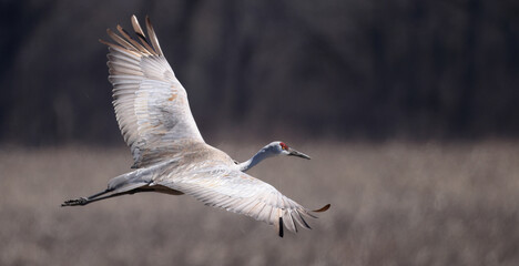 Close view of one magnificent Sandhill Crane flying with wings spread.