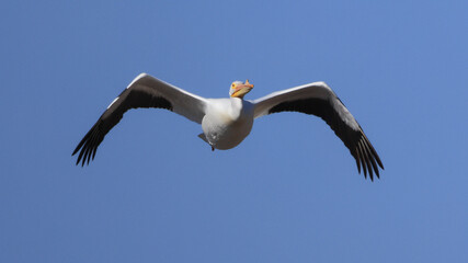 One American White Pelican flying with a blue sky