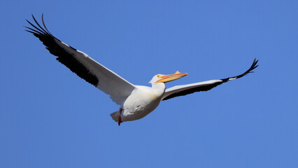 One American White Pelican flying with a blue sky