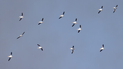 Twelve American White Pelicans flying with a blue sky