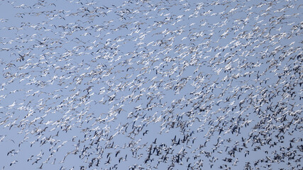 Hundreds of Snow Goose flocking together filling a blue sky