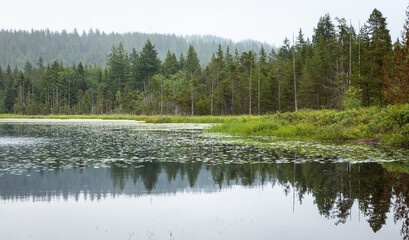 Serene lake at forest surrounded by green foliage of pine trees