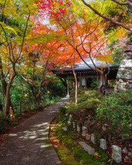 Scenic sight in Murakumo Zuiryu Temple in Omihachiman during fall season. Kansai region, Shiga Prefecture, Japan.