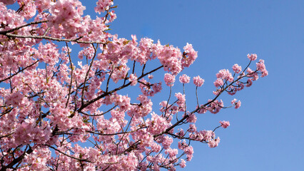 青空に映える！満開のピンクの桜
