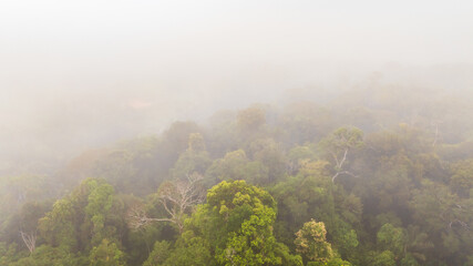 Fototapeta premium Cloud forest in the Peruvian Amazon, aerial image of the rainforest with fog between the trees