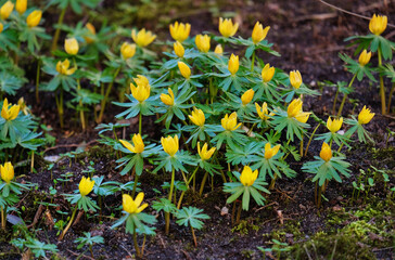 Eranthis flowers in spring