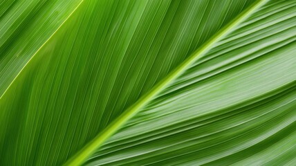 Obraz premium Lush green leaf close-up nature macro photography forest eye-level life and growth