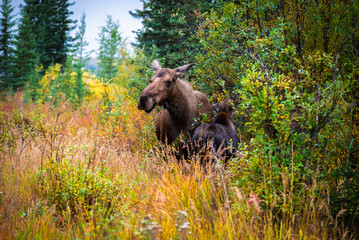 Moose and Calf in Autumn, Alaska