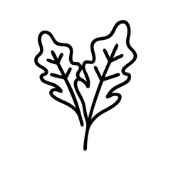 Cabbage 