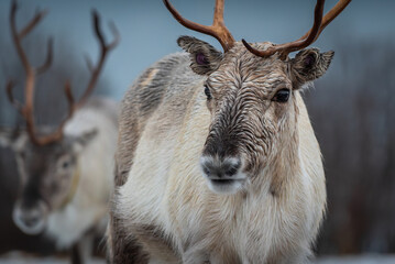 Rudolph the reindeer