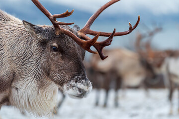 Rudolph the reindeer