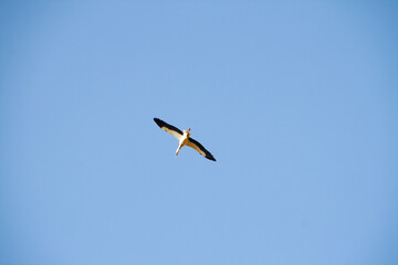 Storch liegt von unten fotografiert