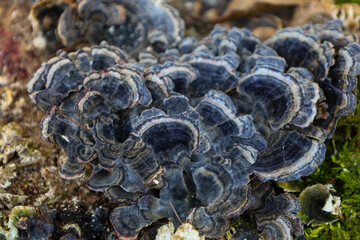 The photograph shows a close-up of a bracket fungus growing on a tree. The fungus has a layered...
