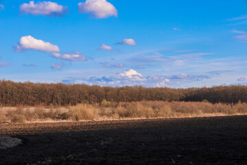 The photograph shows a spring landscape with a forest in the background and a field in the foreground. The forest has dark tree trunks without leaves, indicating early spring.