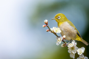梅の花にとまるメジロ