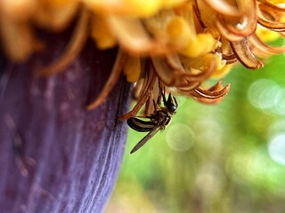 Obraz premium A small bee that is enjoying the flower juice 
