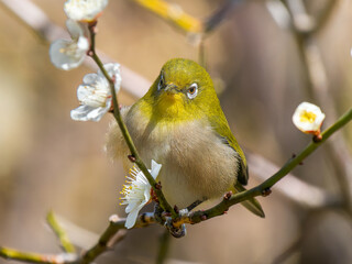 梅の花にとまるメジロ