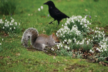 squirrel in the park with snowdrops