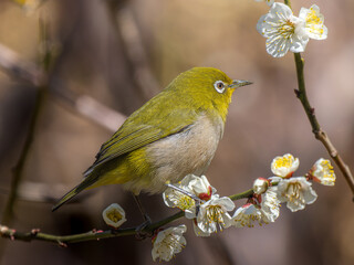 梅の花にとまるメジロ