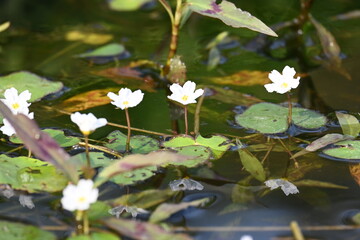 Nymphoides aquatica or banana lily. It  is an aquatic plant in the Menyanthaceae. This is common names water banana plant, banana lily, and the big floatingheart. Its root is like a banana. White lily