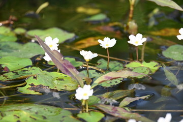 Nymphoides aquatica or banana lily. It &nbsp;is an aquatic plant in the&nbsp;Menyanthaceae. This is common names water&nbsp;banana plant, banana lily,&nbsp;and the&nbsp;big floatingheart. Its root is like a banana. White lily