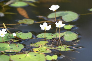 Nymphoides aquatica or banana lily. It  is an aquatic plant in the Menyanthaceae. This is common names water banana plant, banana lily, and the big floatingheart. Its root is like a banana. White lily