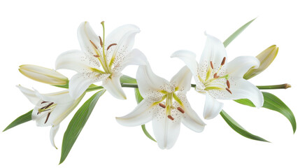 Fototapeta premium Delicate white lilies blooming gracefully on transparent background
