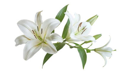 White lily flowers blooming with transparent background
