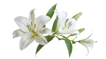 White lily flowers blooming with transparent background