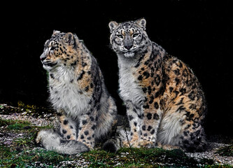 Naklejka premium Snow leopards couple on the ground. Latin name - Uncia uncia