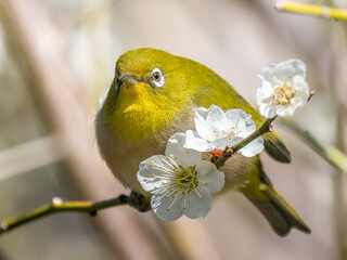 梅の花にとまるメジロ