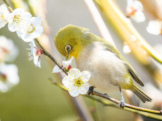 梅の花にとまるメジロ