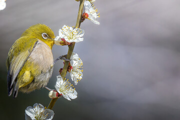 梅の花にとまるメジロ