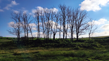 Row of bare trees standing in green field under blue sky