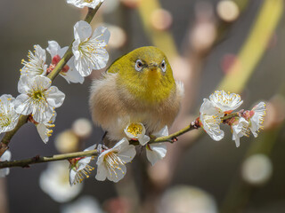 梅の花にとまるメジロ