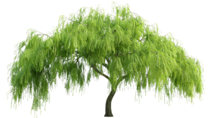 Weeping willow tree with transparent background gently swaying in the breeze