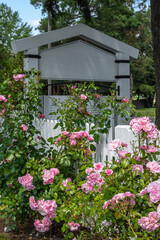 Beautiful rose bush with pink roses flowers in the garden