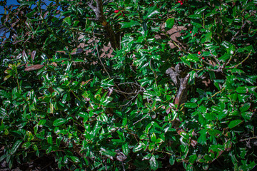 green bush leaves