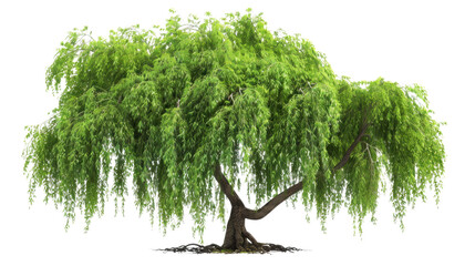 Weeping willow tree with lush green foliage on transparent background