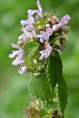 Ballota nigra blooms in nature