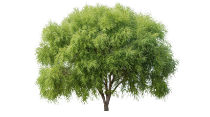 Lush green tree with transparent background isolated for easy integration into designs