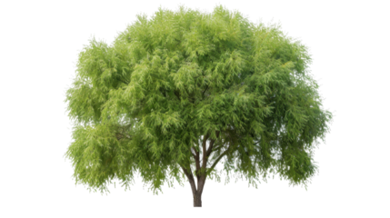 Lush green tree with transparent background isolated for easy integration into designs