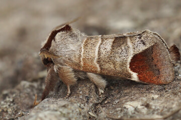 Close up of the European chocolate-tip moth, Clostera curtula on wood