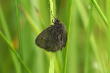 Closeup on a black colored male of a micro psychidae moth, Epichnopterix plumella, hanging in the grass