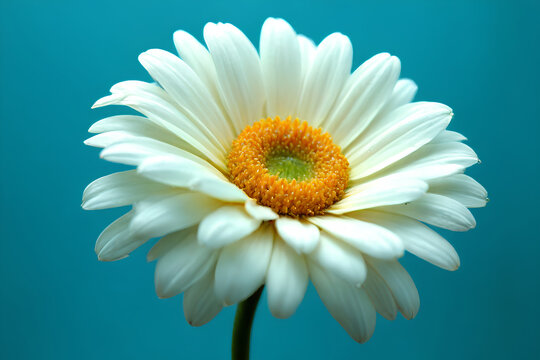 white daisy flower