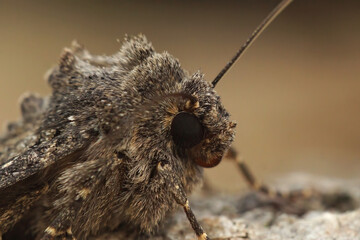 Facial closeup on the common rustic moth, Mesapamea secalis sitting on a piece of wood