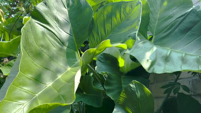 taro plant