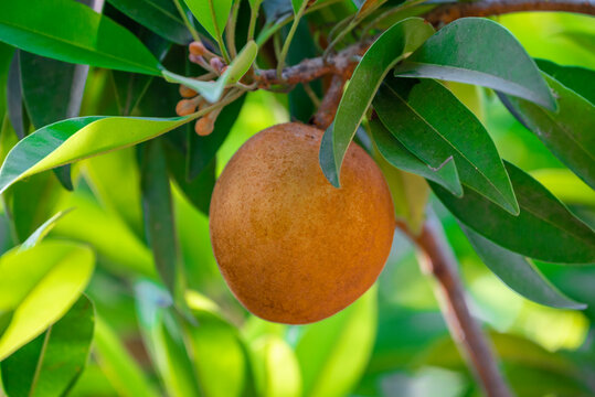 sapodilla, the fruit has a sweet fresh taste on sapodilla tree, sapodilla plum in the garden fruit